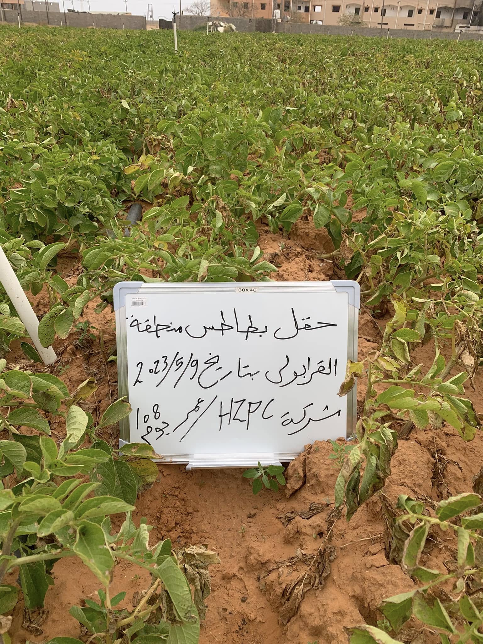 زراعة البطاطس والحقول