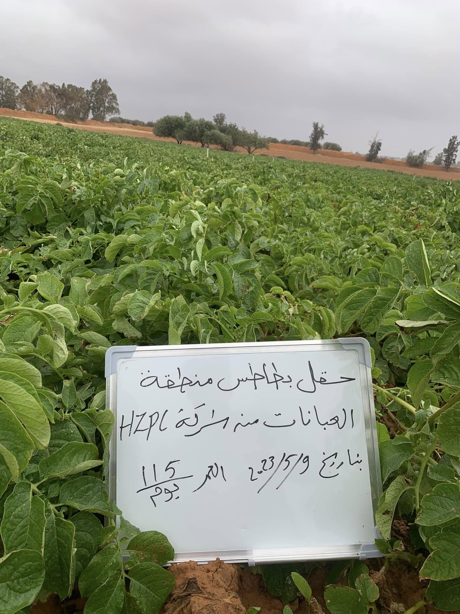 زراعة البطاطس والحقول