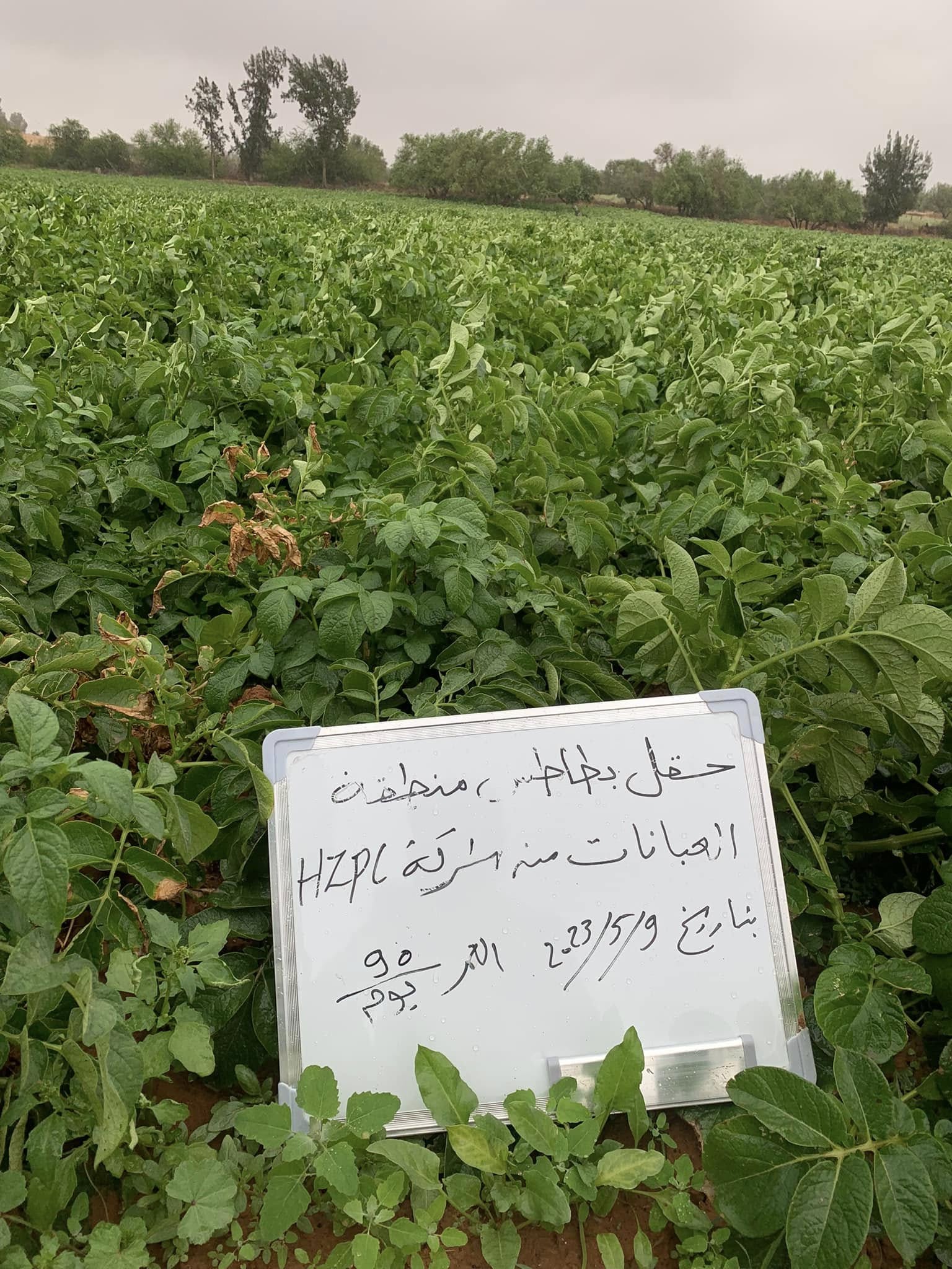 زراعة البطاطس والحقول