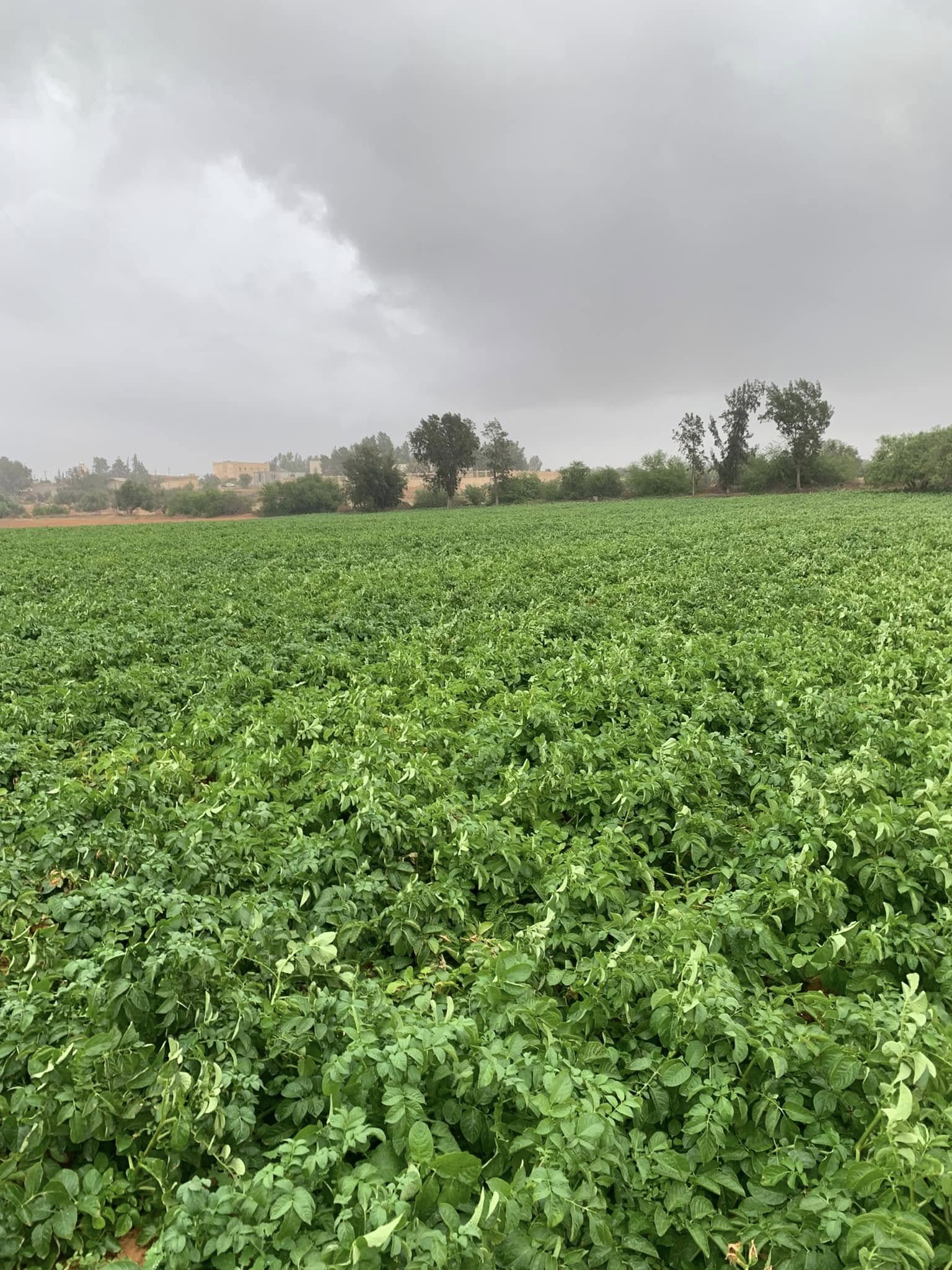 زراعة البطاطس والحقول