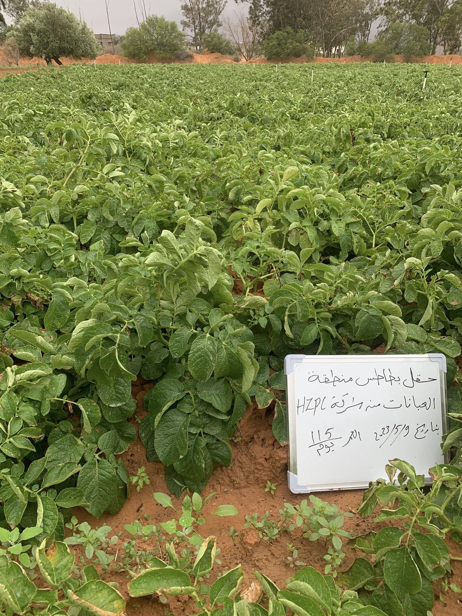 زراعة البطاطس والحقول