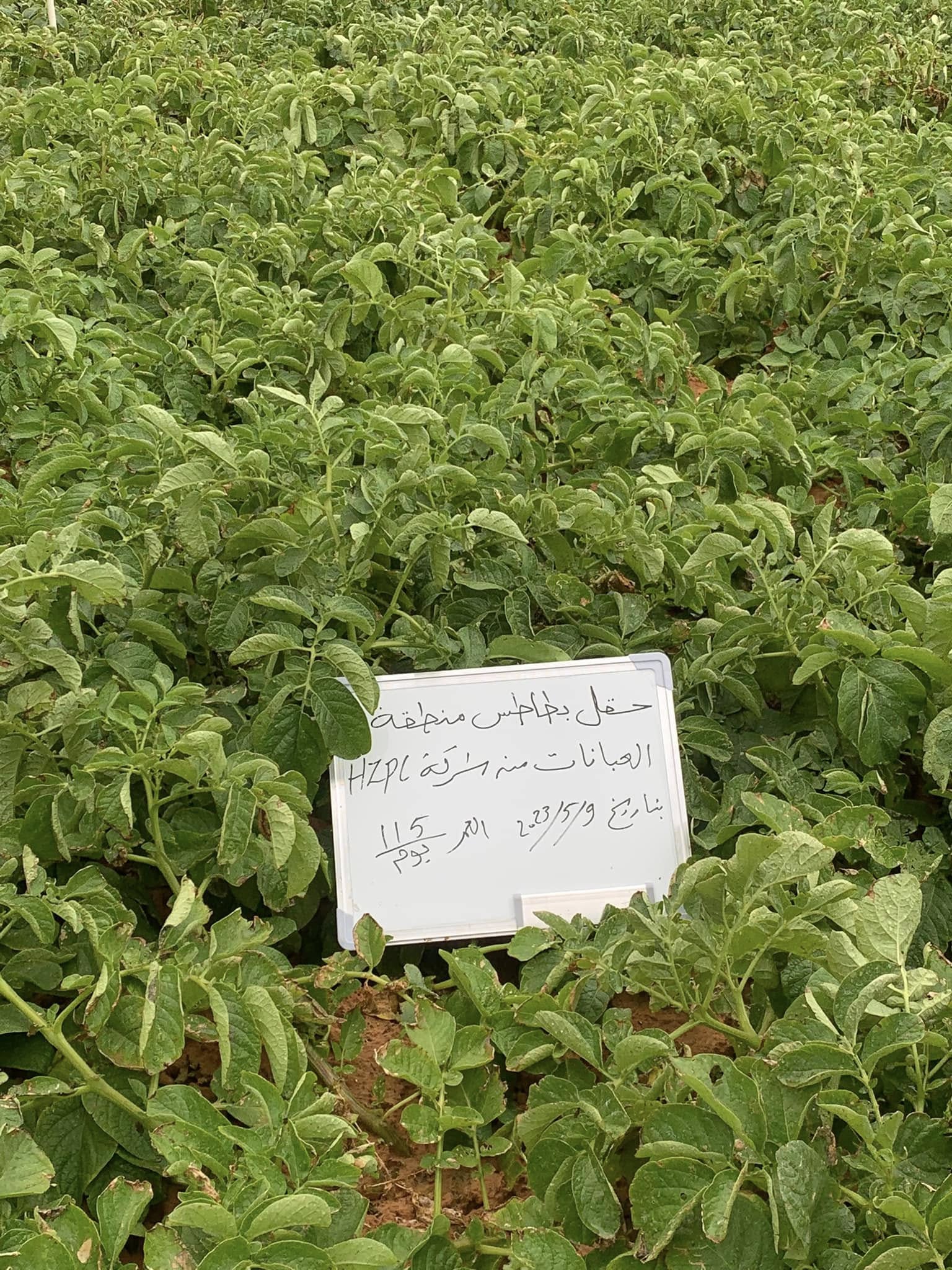 زراعة البطاطس والحقول
