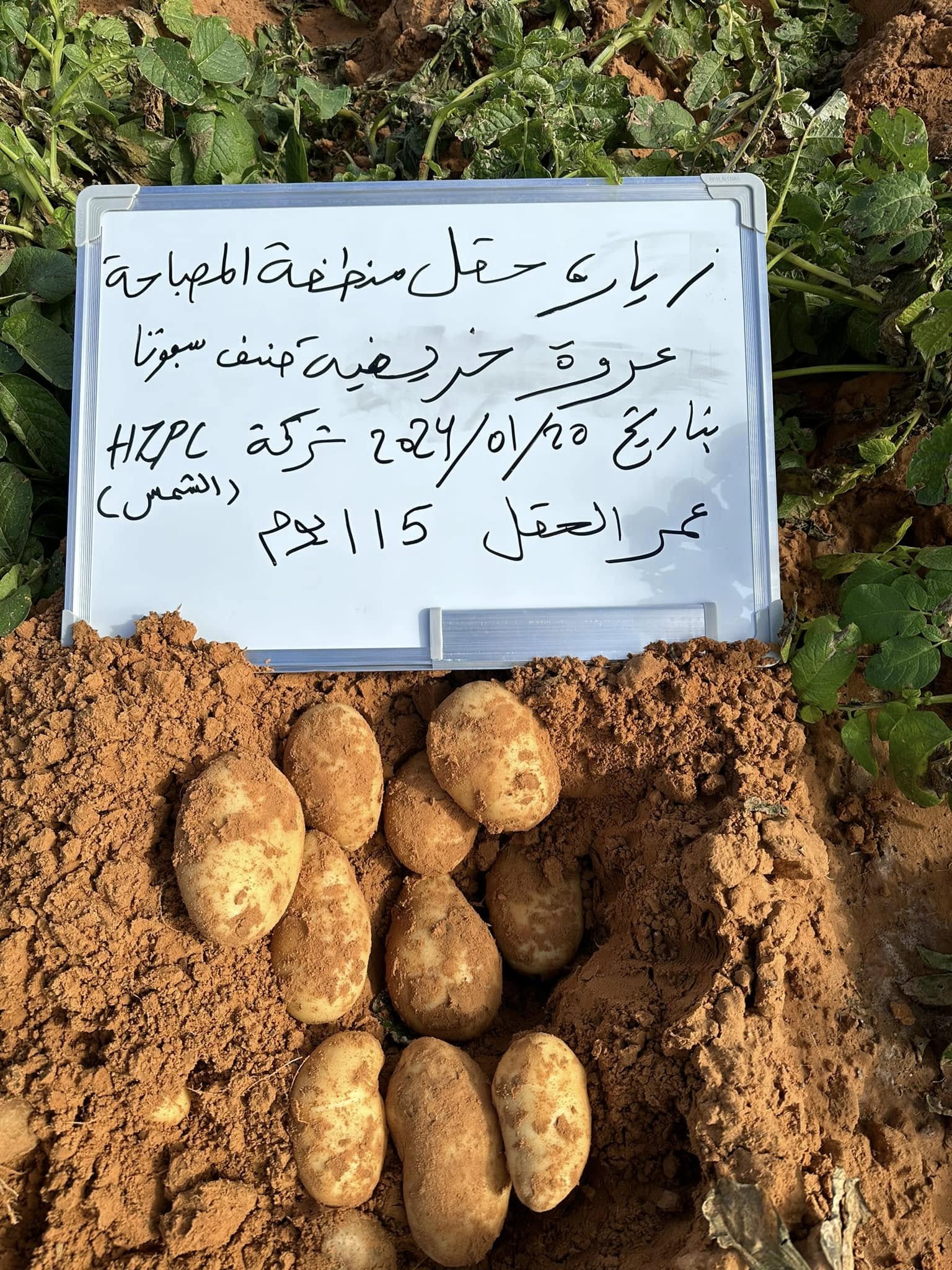 حقول إنتاج تقاوي البطاطس