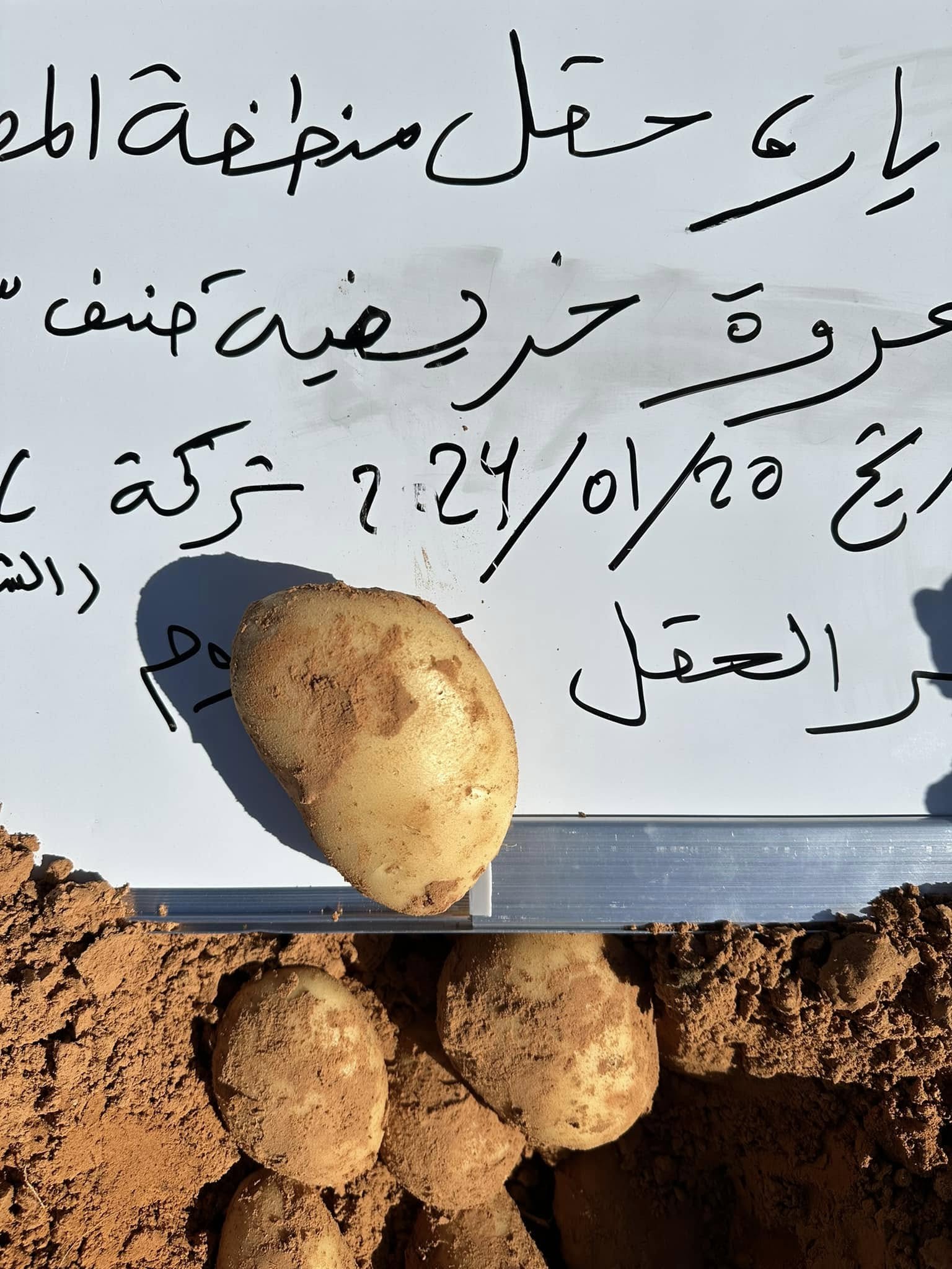 حقول إنتاج تقاوي البطاطس